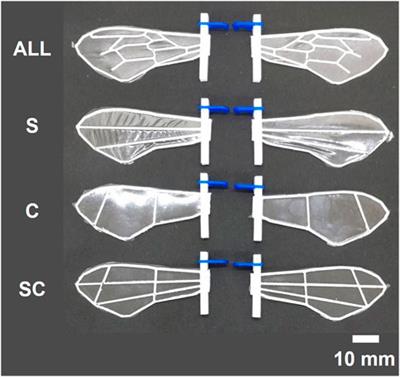 Effect of incorporating wing veins on soft wings for flapping micro air vehicles